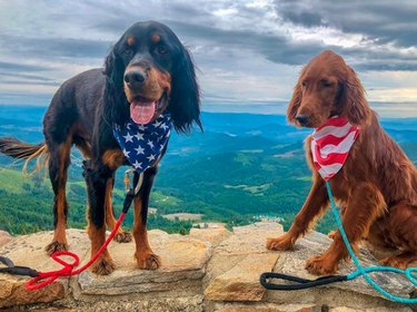 17 собак, которые являются настоящими патриотами