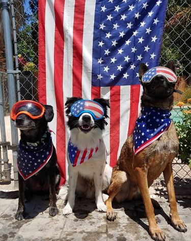 17 psů, kteří jsou opravdoví patrioti