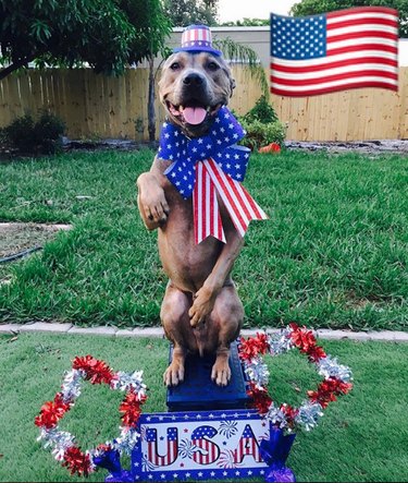 17 honden die echte patriotten zijn