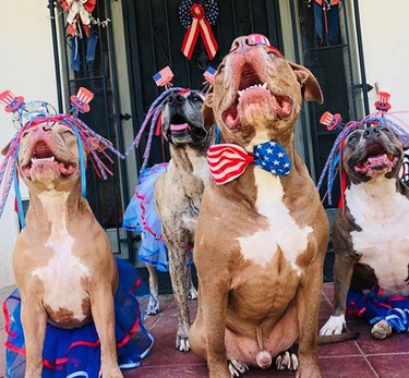 17 hundar som är äkta patrioter