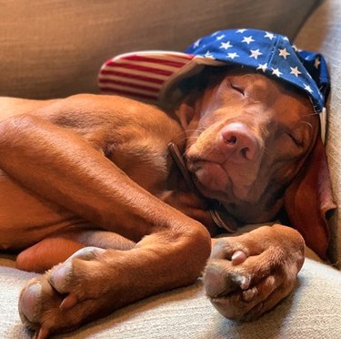 17 cães que são verdadeiros patriotas
