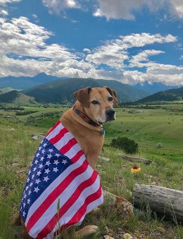 17 cani che sono veri patrioti