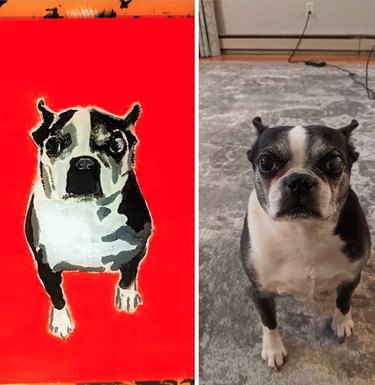 15 psů a jejich majestátní portréty