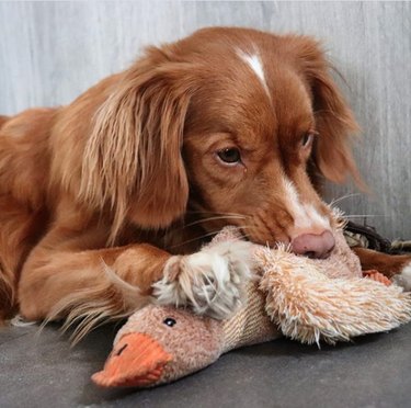 17 cães com seus brinquedos favoritos absolutos