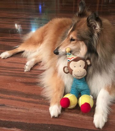 17 chiens avec leurs jouets préférés absolus