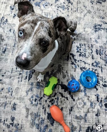 17 cães com seus brinquedos favoritos absolutos