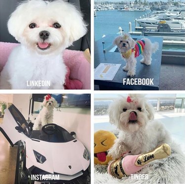 19 Dogs That Totally Nailed The Dolly Parton Challenge
