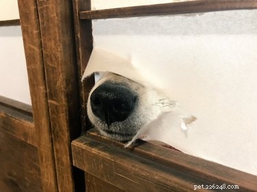 16 nez de chien super boopables