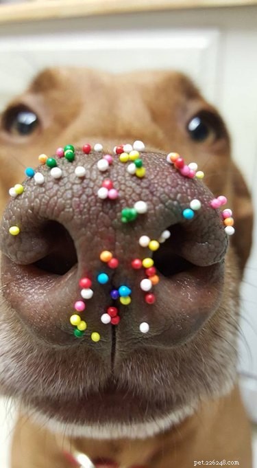 16 собачьих носов с суперобманкой