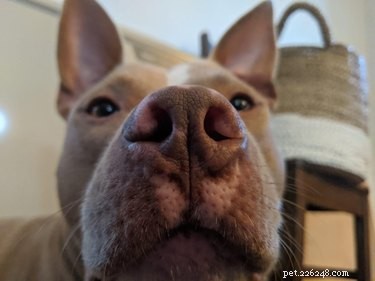 16 super boopable psích nosů