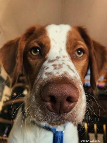 16 Super Boopable Dog Noses
