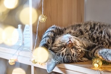 Går katter i viloläge på vintern?