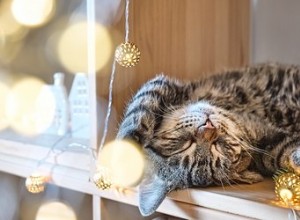 Впадают ли кошки зимой в спячку?