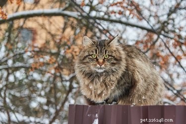 Přespívají kočky v zimě?