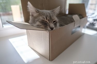 고양이는 어디에서 자는 것을 좋아합니까?