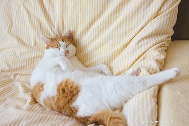 Onde os gatos preferem dormir?