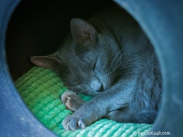 Var föredrar katter att sova?