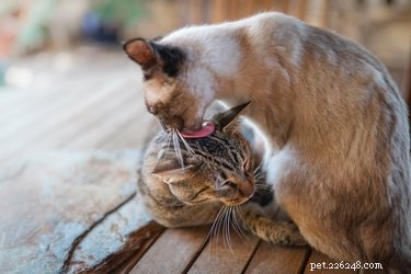 Waarom kauwen sommige katten de snorharen van andere katten af?