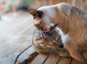Varför tuggar vissa katter av andra katter morrhår?