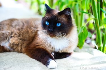 Почему одни кошки отгрызают другим кошкам усы?