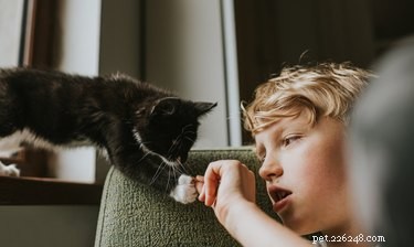 Zijn katten gekalmeerd door de geur van hun baasje? Deze studie was bedoeld om erachter te komen