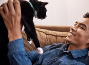 Os gatos são acalmados pelo cheiro de seu dono? Este estudo teve como objetivo descobrir