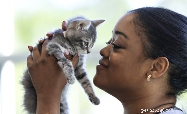 Blirkas katter av doften av sin ägare? Denna studie syftade till att ta reda på