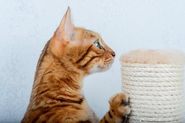 고양이가 긁는 포스트를 핥는 이유는 무엇입니까?