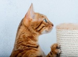 고양이가 긁는 포스트를 핥는 이유는 무엇입니까?