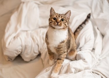 Por que meu gato se vira antes de se acomodar em um cobertor?