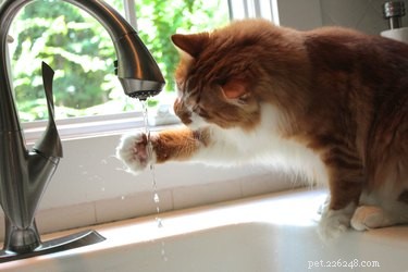 Houdt uw kat van water? Probeer deze  splashgames  te maken