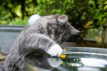 Houdt uw kat van water? Probeer deze  splashgames  te maken