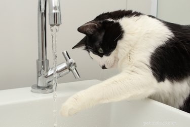 Seu gatinho adora água? Tente fazer esses “jogos de splash”