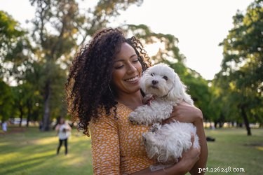 11 dicas importantes para segurança no parque para cães