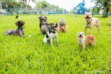 11 důležitých tipů pro bezpečnost v psím parku