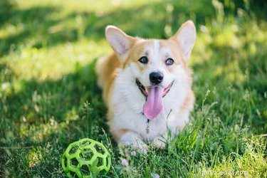 11 viktiga tips för hundparkssäkerhet