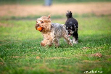 11 důležitých tipů pro bezpečnost v psím parku