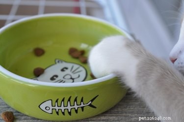 Perché il mio gatto mangia un pezzo di cibo e se ne va?
