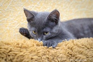 猫が羊毛を噛むのはなぜですか？ 