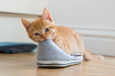 Waarom houdt mijn kat van mijn schoenen?