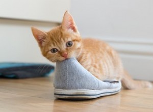 Waarom houdt mijn kat van mijn schoenen?