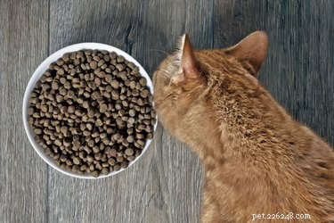 Comment présenter un nouveau chat à votre chat résident