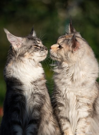 Как познакомить новую кошку с вашей кошкой-резидентом