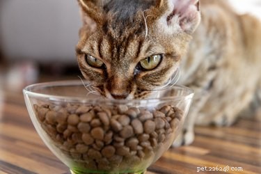 Cosa devo fare se il mio gatto mangia troppo velocemente?