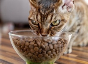 고양이가 너무 빨리 먹는다면 어떻게 해야 합니까?