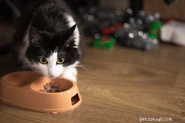고양이가 너무 빨리 먹는다면 어떻게 해야 합니까?