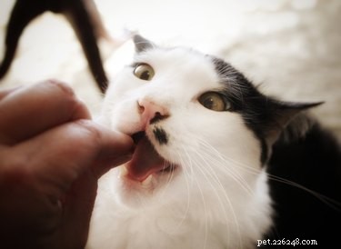 猫の食事が速すぎる場合はどうすればよいですか？ 