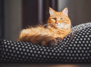Perché al mio gatto non piacciono le coperte?