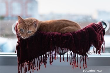 なぜ私の猫は毛布が好きではないのですか？ 