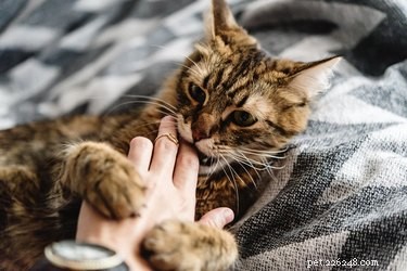 Varför biter min katt mig när jag slutar klappa henne?